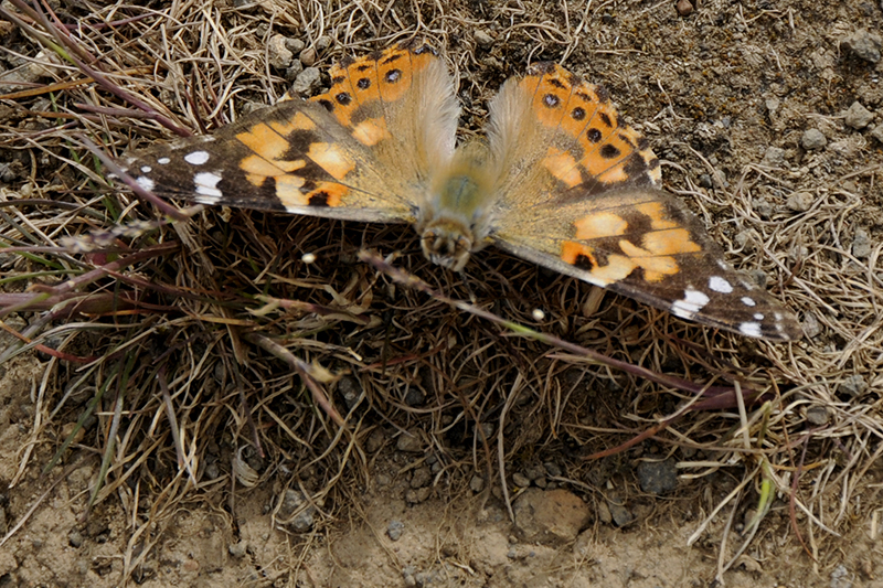 Vanessa cardui