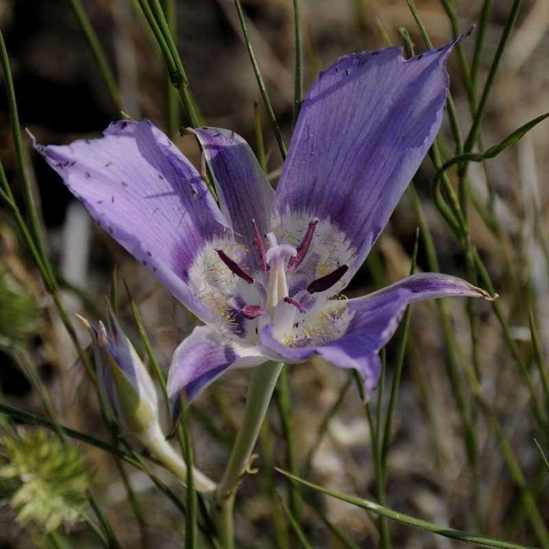 Mariposa Lily