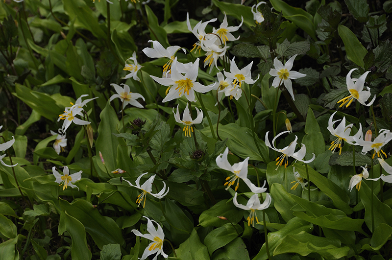 Wildflowers