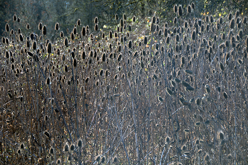 Teasel