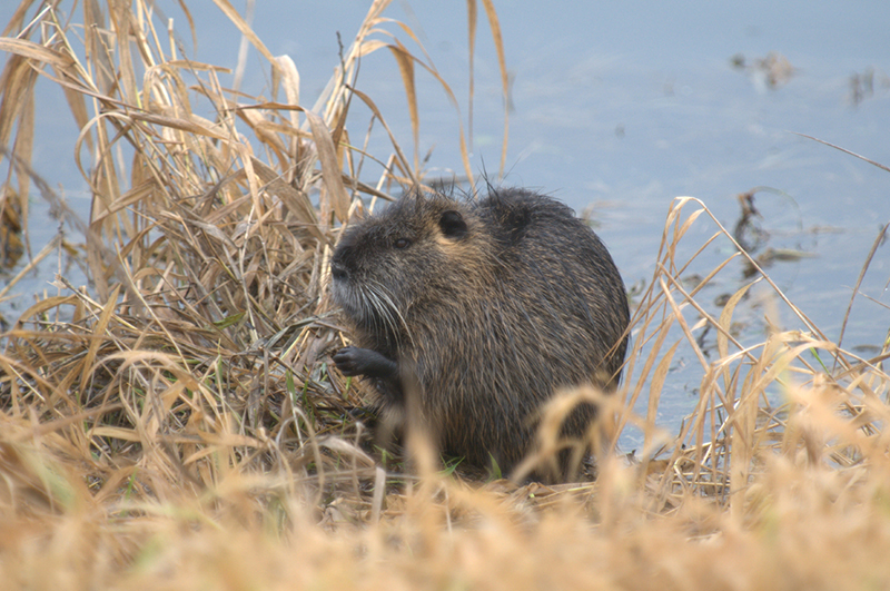 Nutria