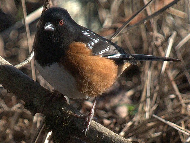 Spotted Towhee