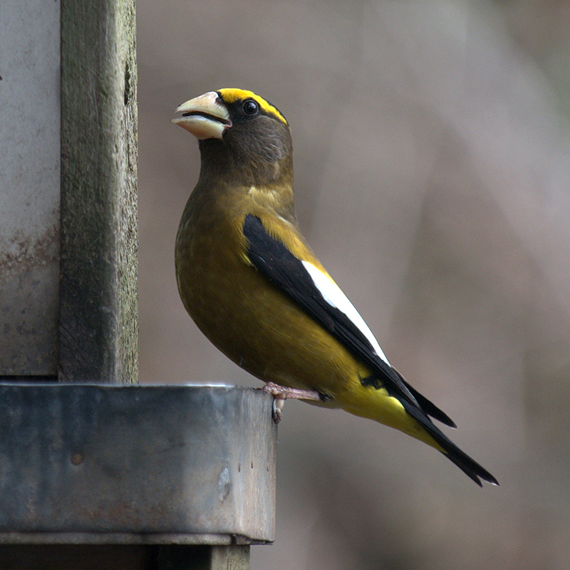 Evening Grosbeak