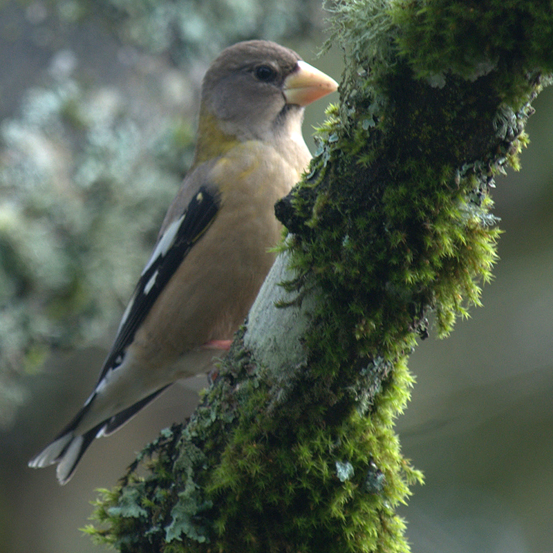 Evening Grosbeak