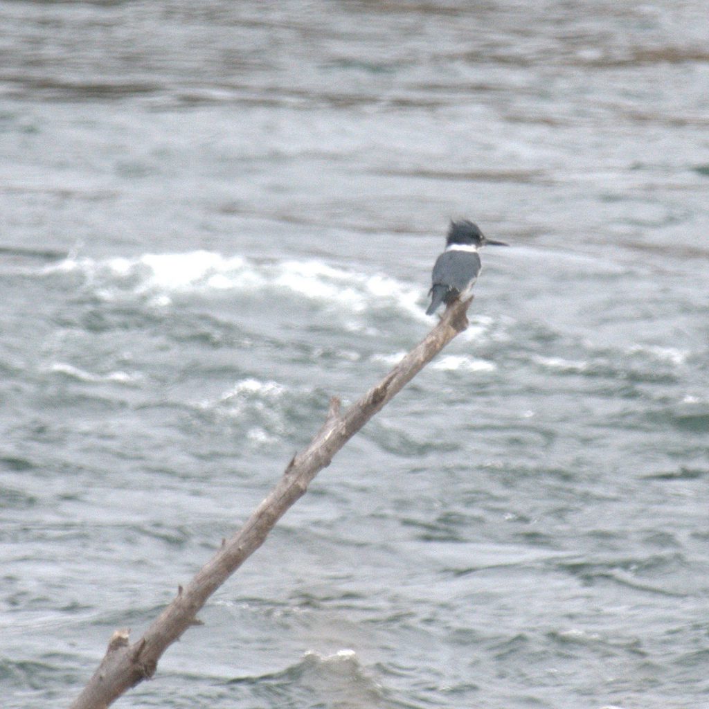 Belted Kingfisher