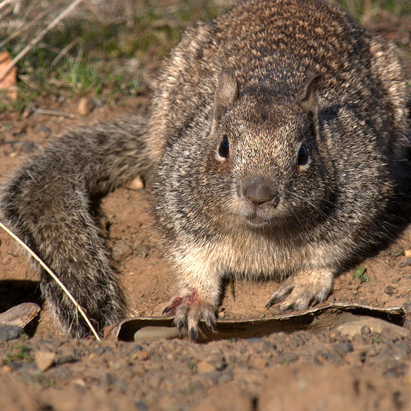 California Ground Squirrel