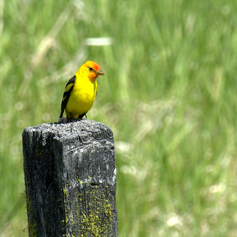 Western Tanager