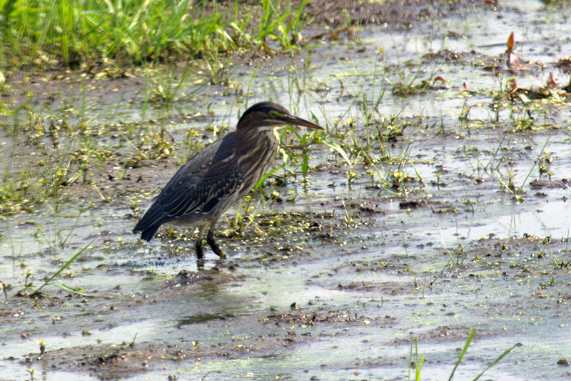 Green Heron