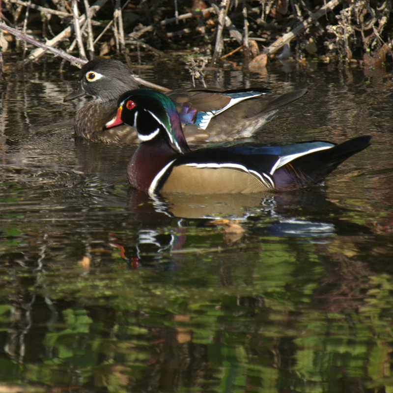 Wood Ducks