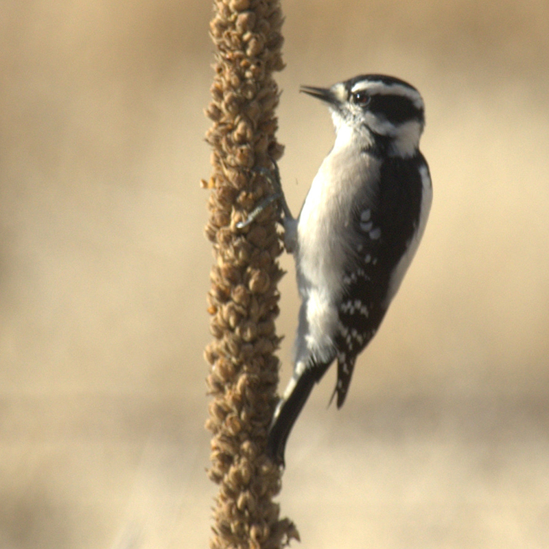 Picoides pubescens