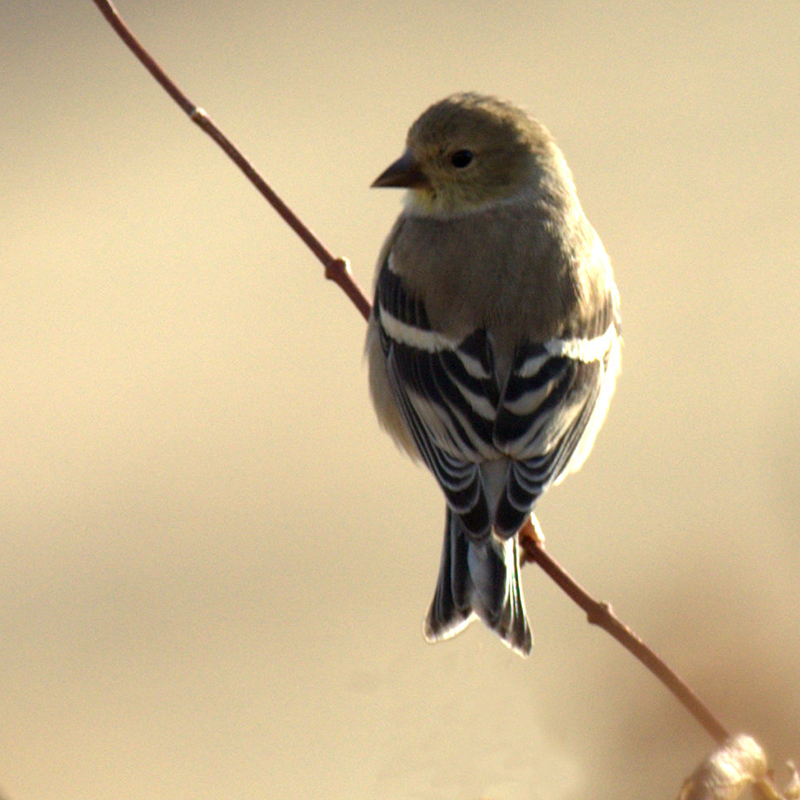 American Goldfinch