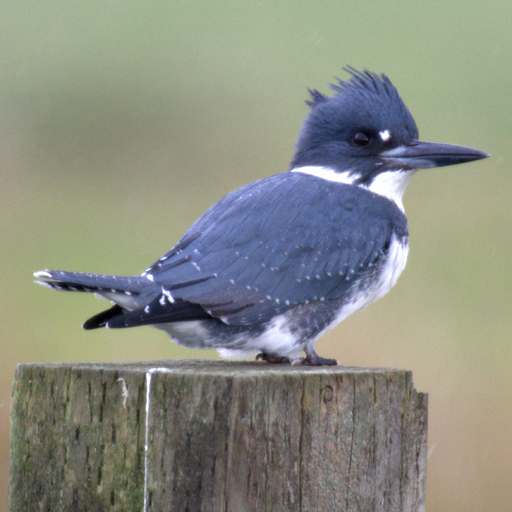 Belted Kingfisher