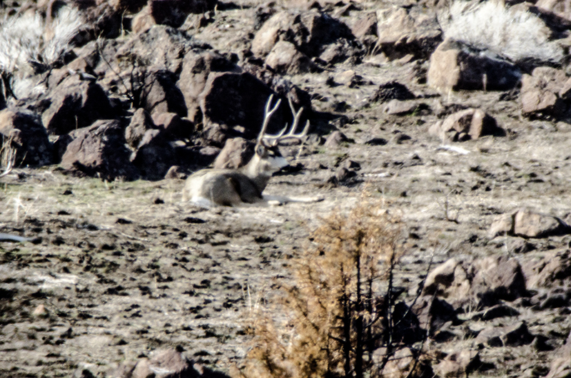 Mule deer