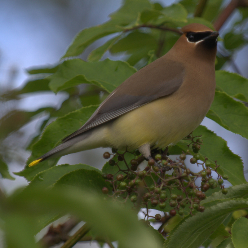 Cedar Waxwing