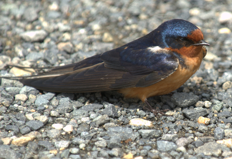 Barn Swallow