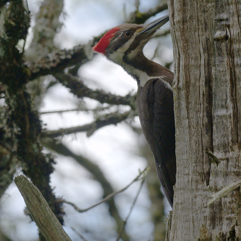 Pileated Woodpecker