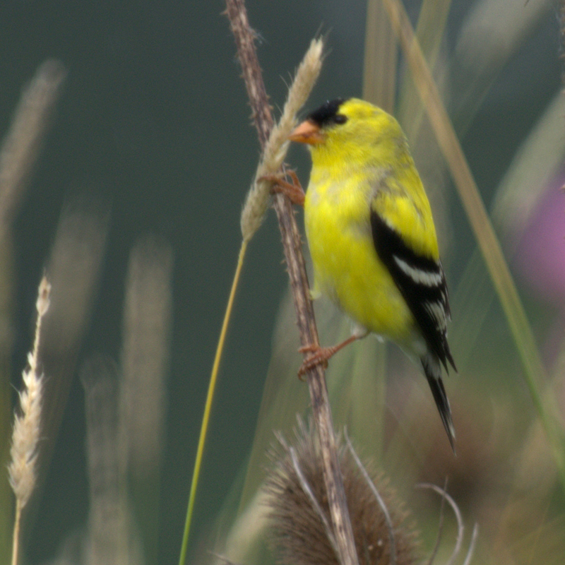 American Goldfinch