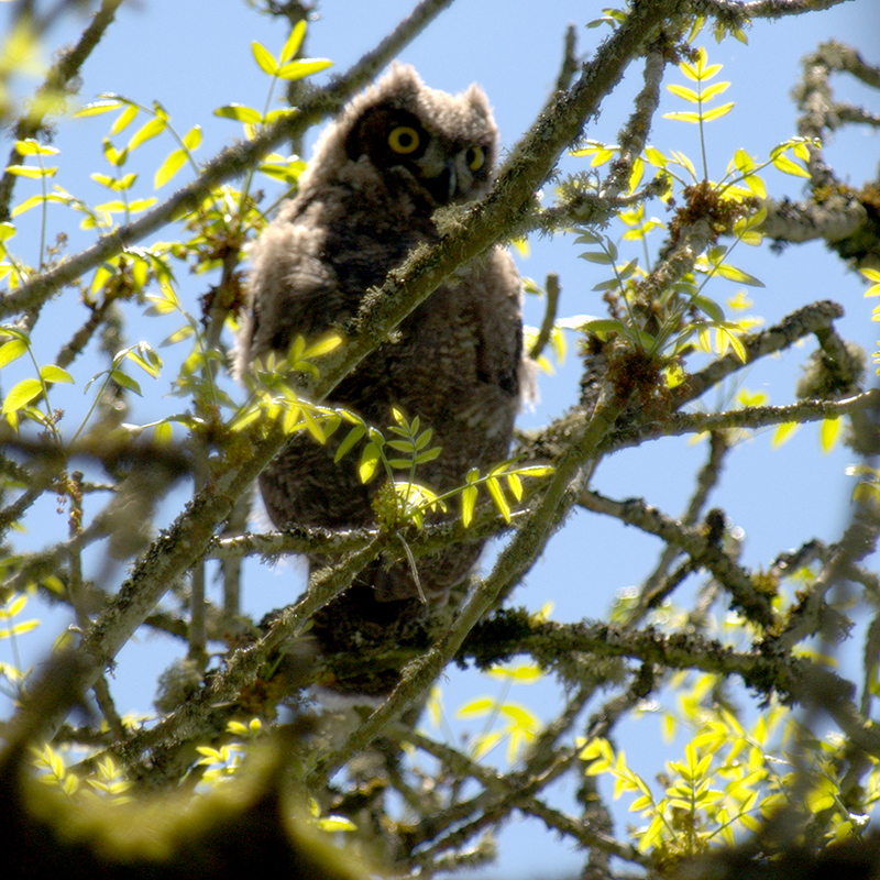 Great Horned Owl chick