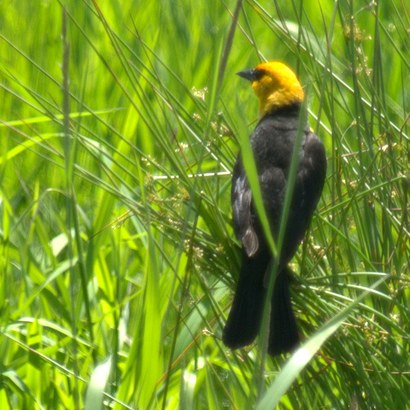 Yellowheaded Blackbird