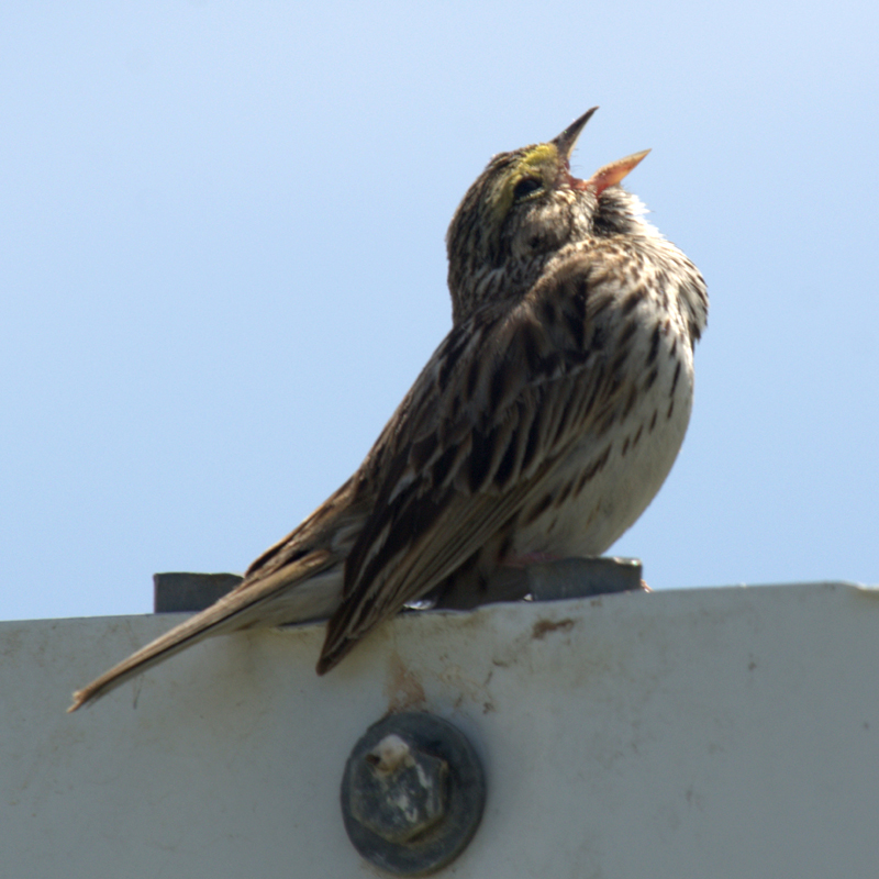 Savannah Sparrow