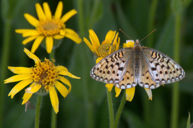 flower with butterfly