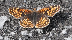 Chlosyne palla Northern Checkerspot Jones Canyon, Deschutes River, Sherman County, OR