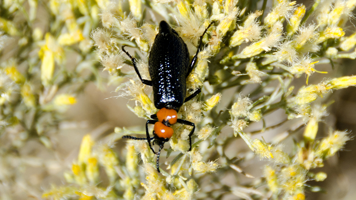 Lytta vulnerata cooperi blister beetle on rabbitbrush near Deschutes River/Wishram Bridge Wasco County id Jim Labonte