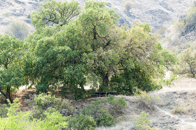 Record Hackberry Tree