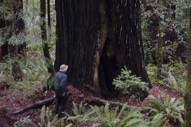 Oregon Redwood tree